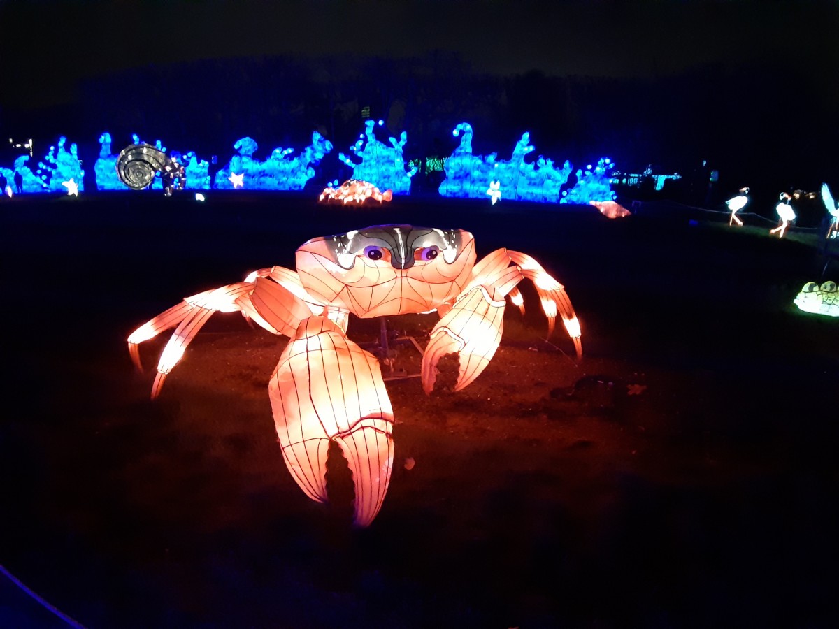 Océan en voie d’illumination crabe