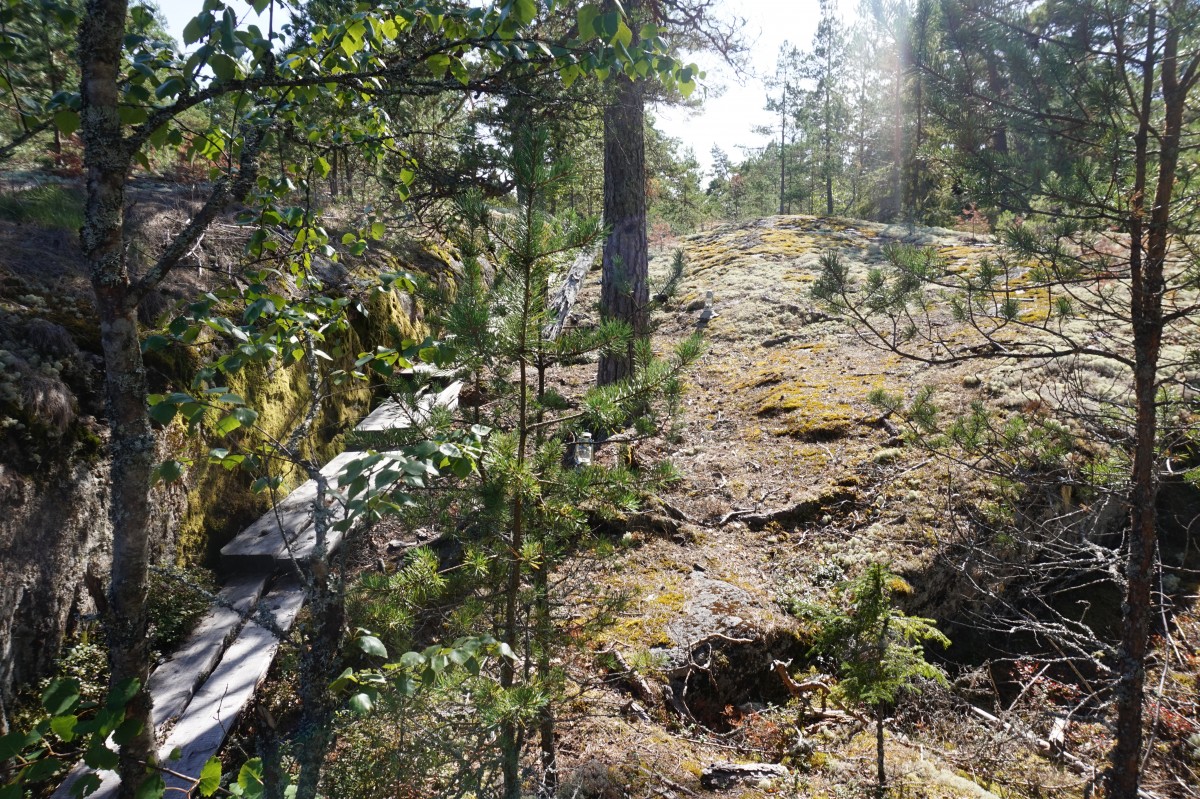 Chemin dans une forêt finlandaise
