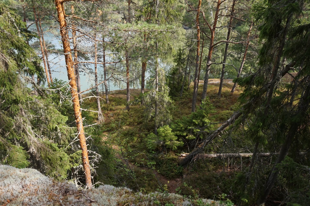 Balade en forêt en Finlande - vue sur lac