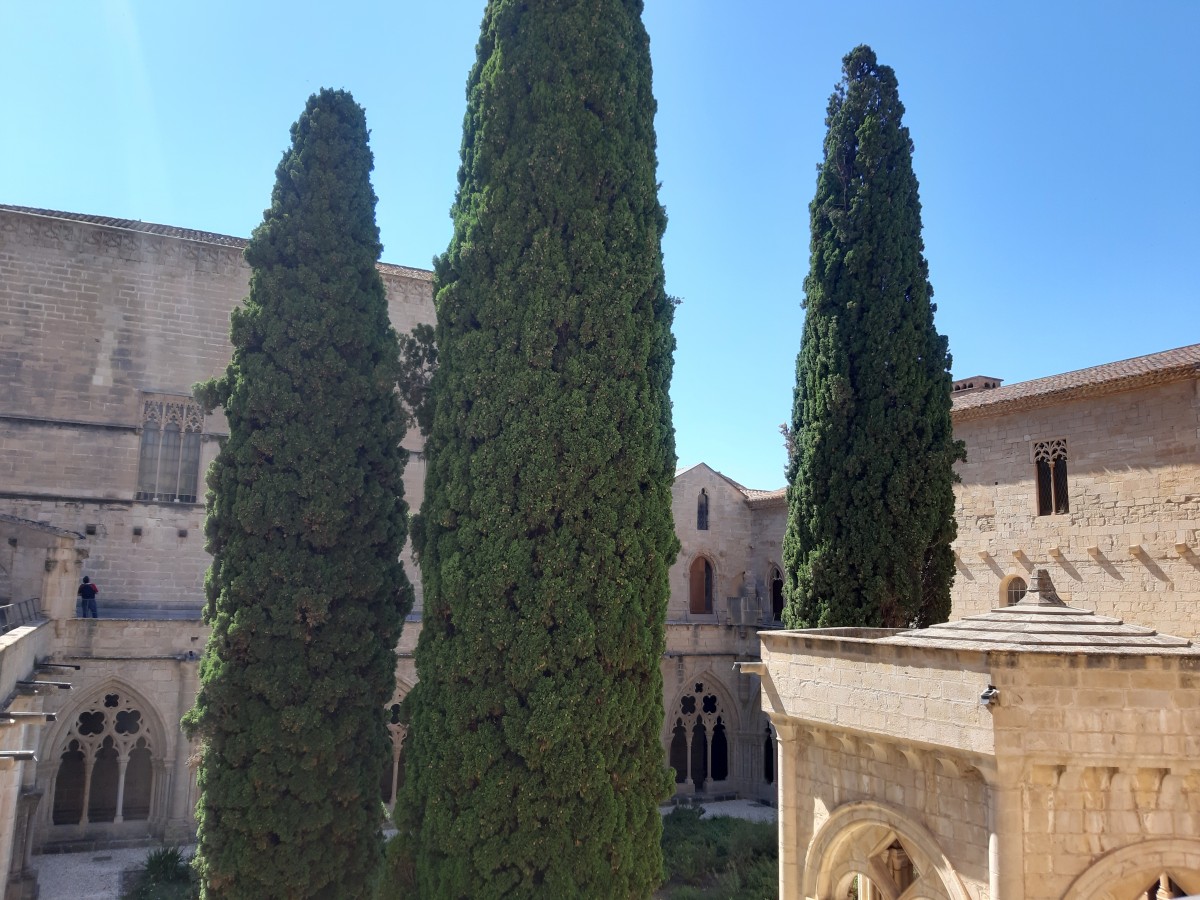 Vue des cyprès depuis le toit du monastère de Poblet