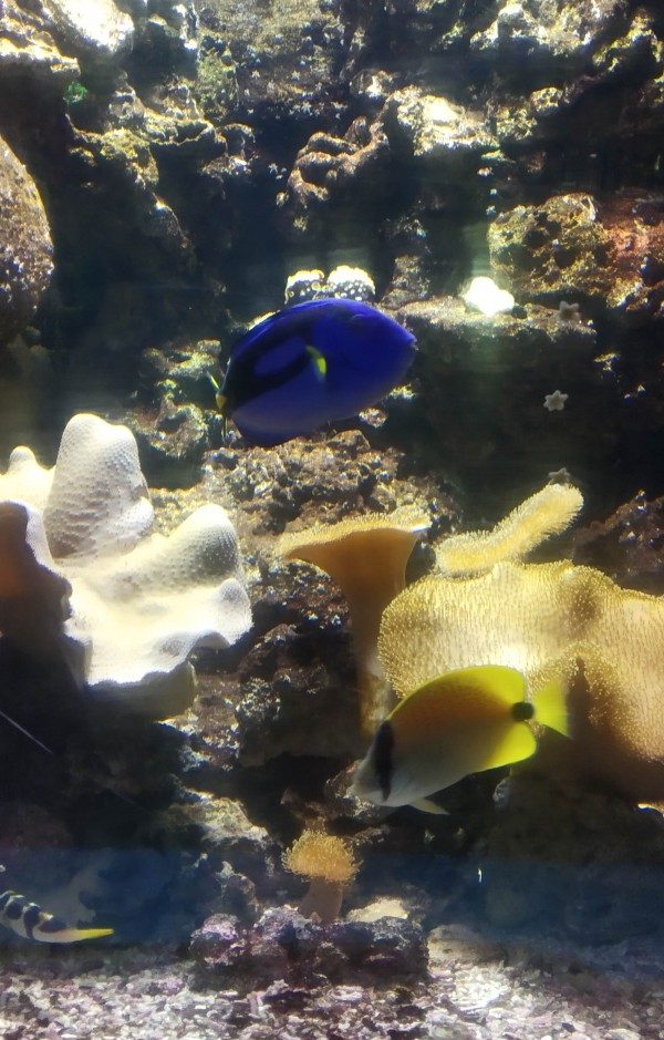Deux poissons dans un décor aquarium