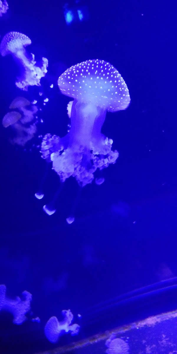 Méduse sur fond bleu