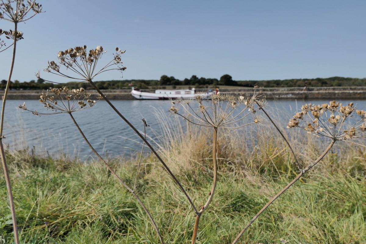 Plantes à ombelle devant un fleuve sur lequel on voit une péniche