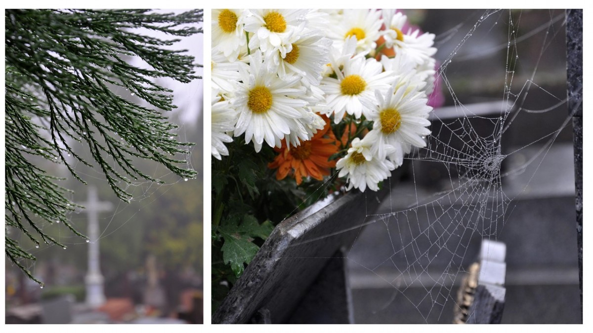 Toiles d'araignées dans un cimetière