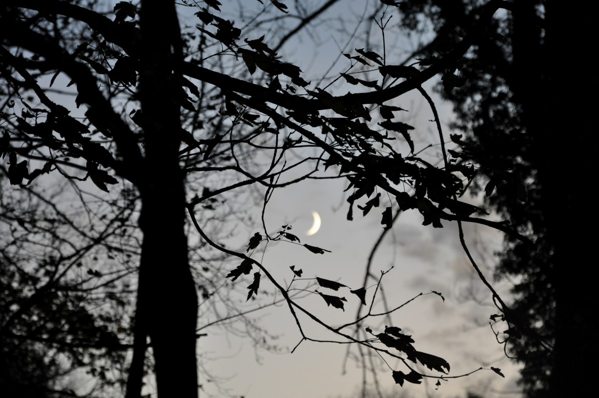 Croissant de lune dans un ciel bleu derrière un arbre noir