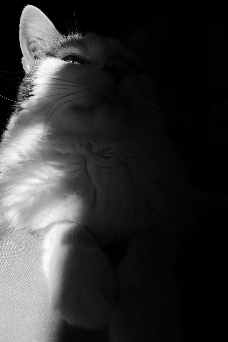 Photo de chat noir et blanc