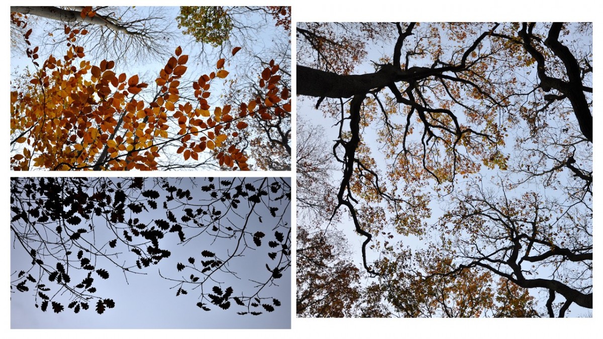 Photos à contre jour de feuilles d'arbres d'automne dans le ciel bleu