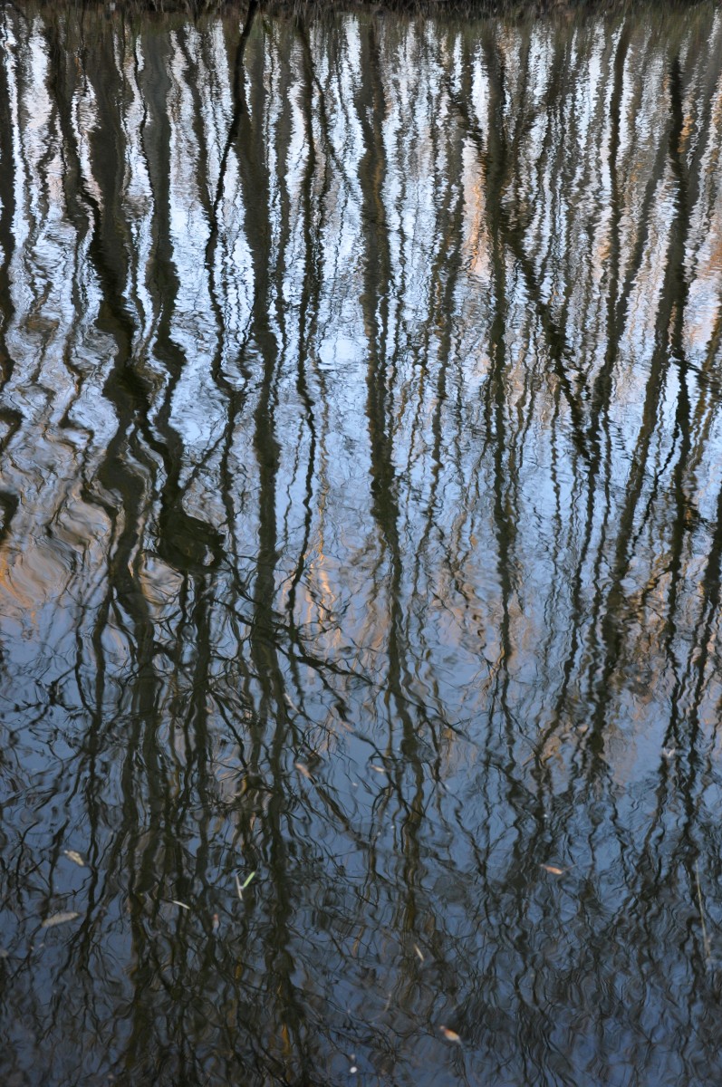 Reflets d'une forêt sur l'eau
