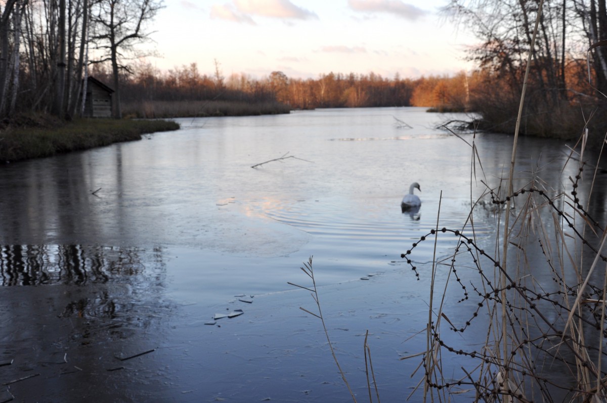 Cygne faisant des ondes d'eau dans un lac