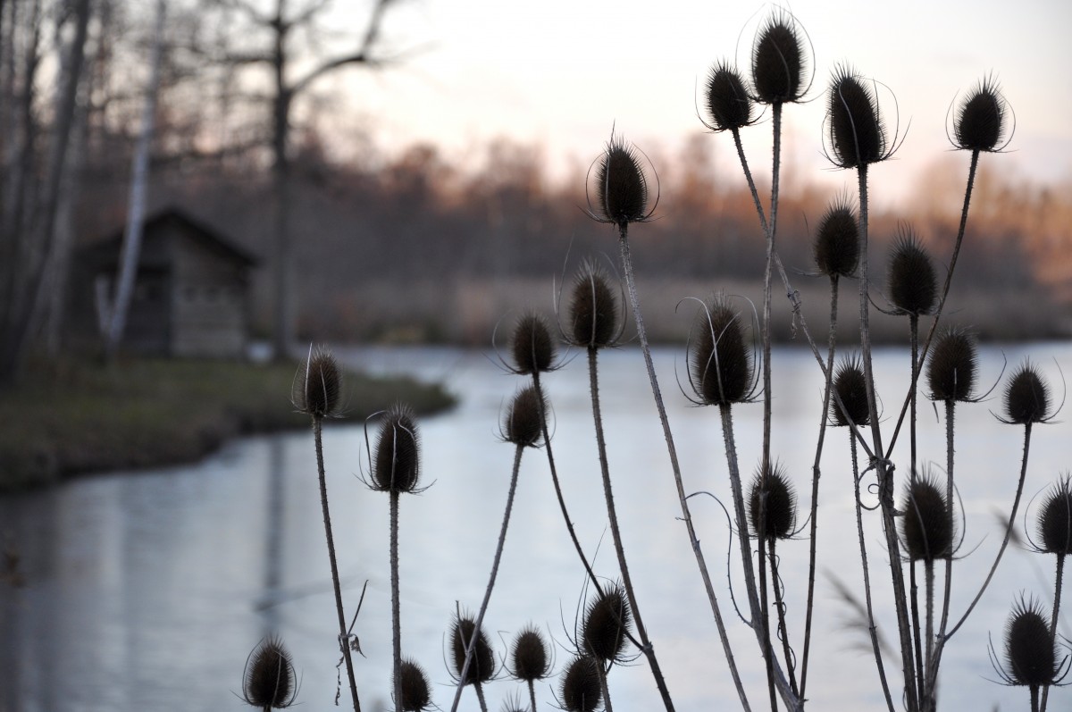 Petites plantes d'eau devant un lac sur la rive duquel on voit une maisonnette en bois