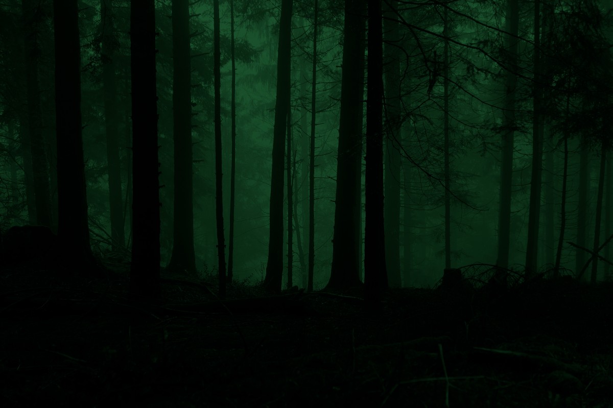 Forêt avec une ambiance de lumière verte