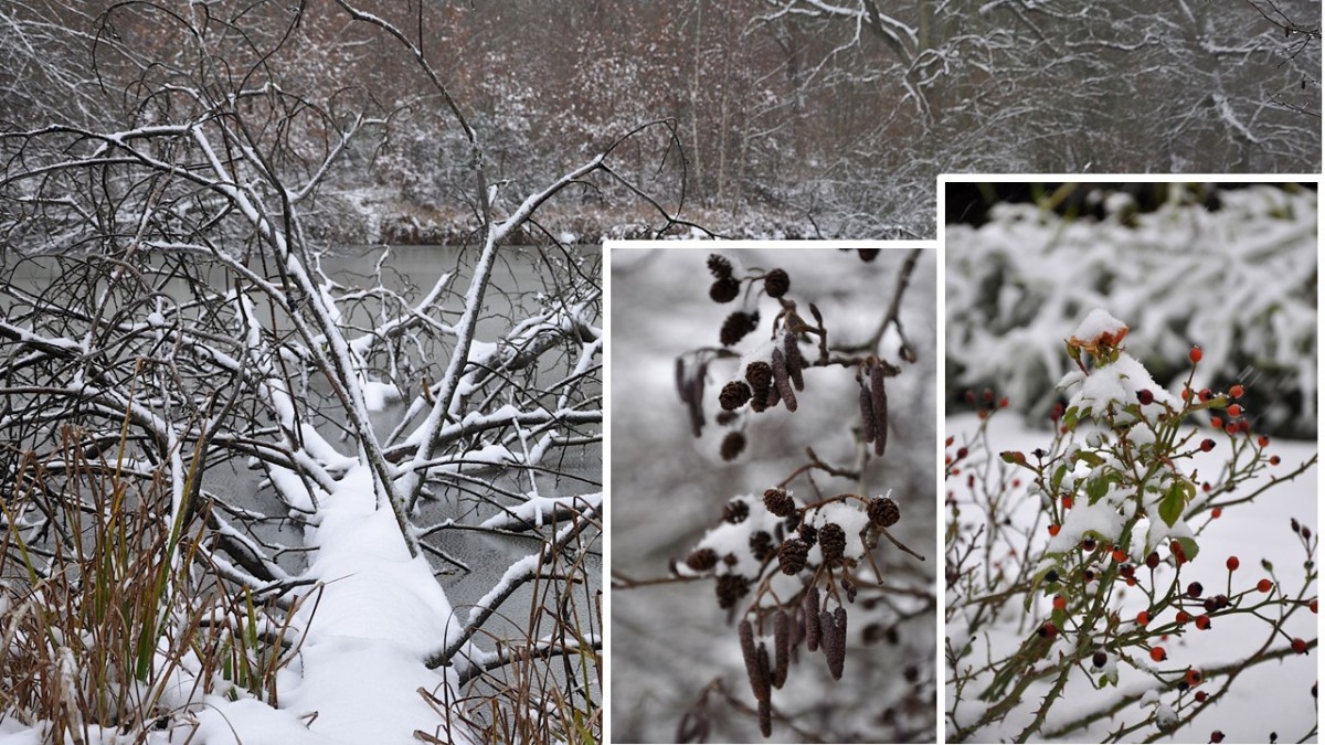 3 images de neige sur des plantes