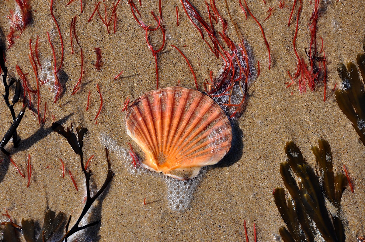 Coquillage rouge orangé sur le sable avec des algues