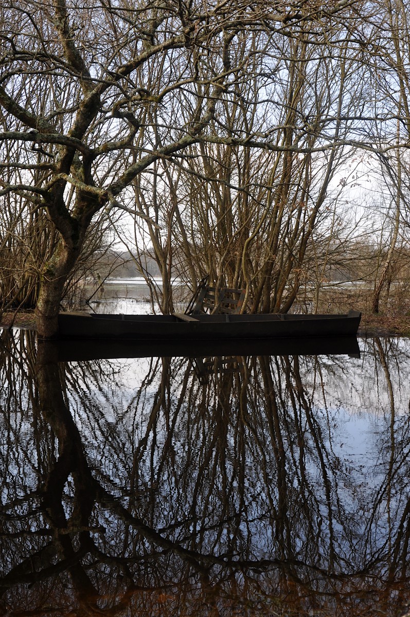 Arbres et barque en bois sur un lac réfléchissant