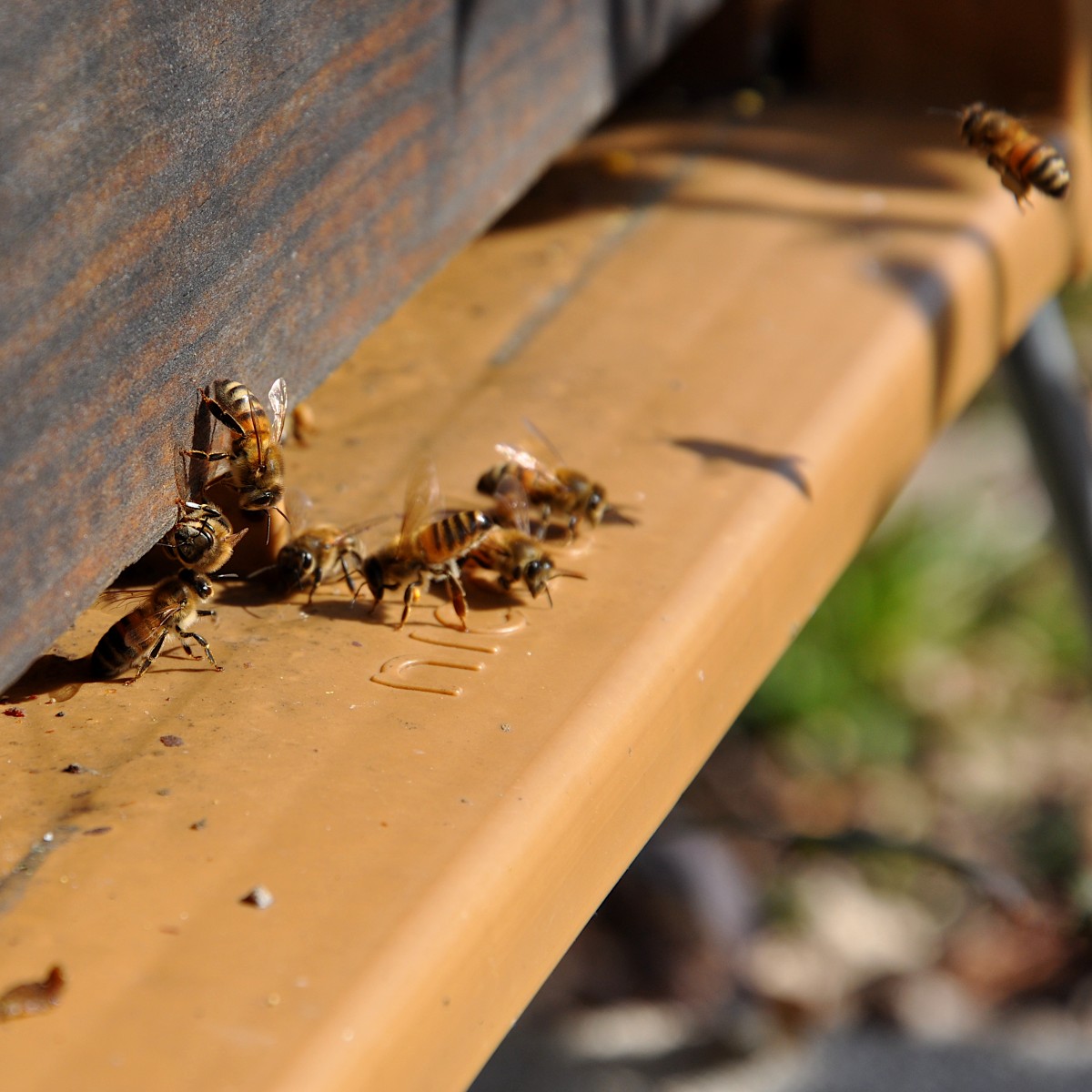 Zoom sur des abeilles qui sortent de leur ruche au printemps
