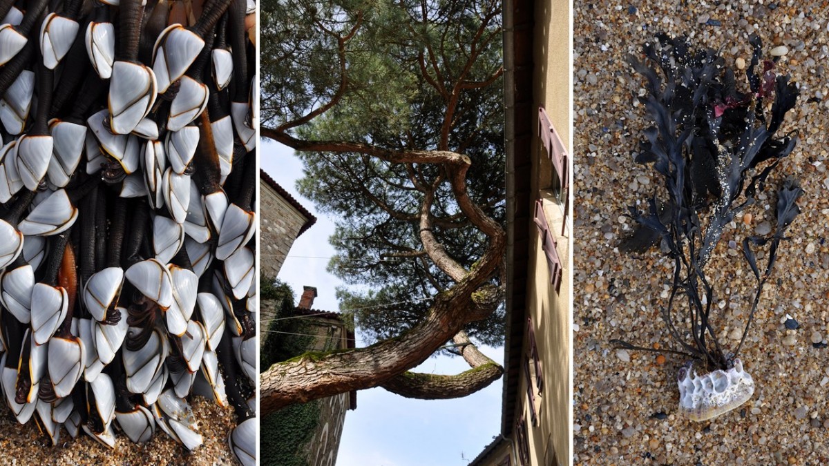 3 ^photos de nature par Vagabond Syndrome : coquillages, arbre devant une maison et coquillage et algues sur la plage