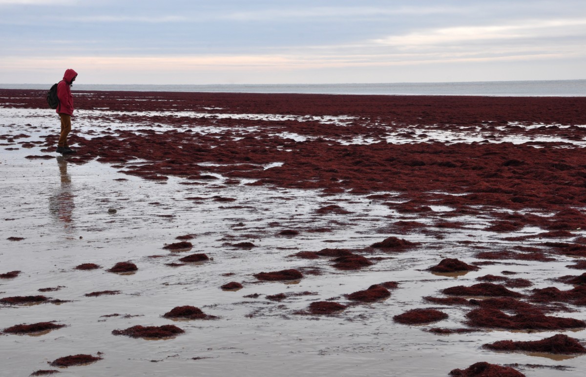 Homme en ciré rouge assorti aux algues rouges sur la plage