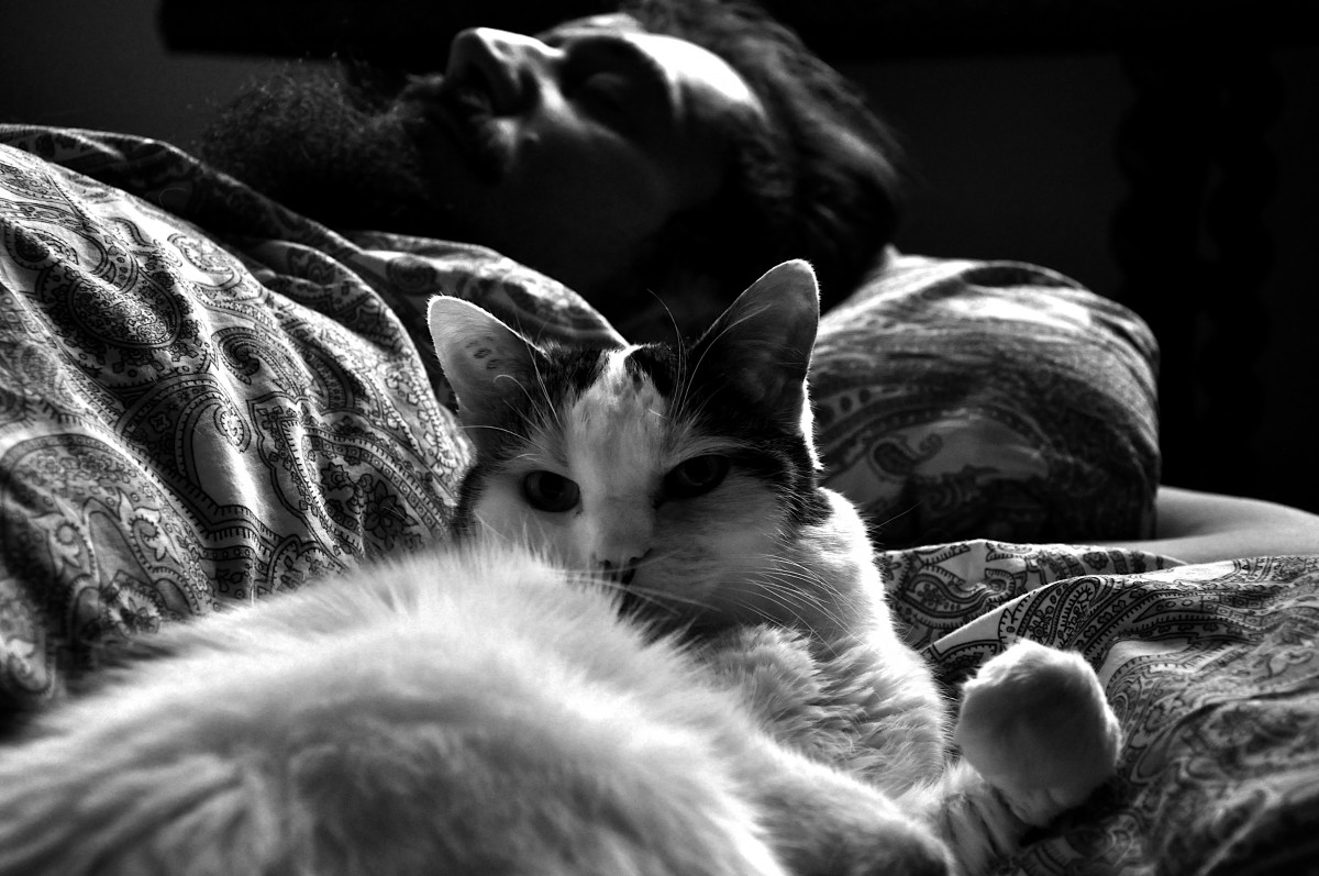 Chat allongé regarde l'objectif et homme barbu allongé - noir et blanc