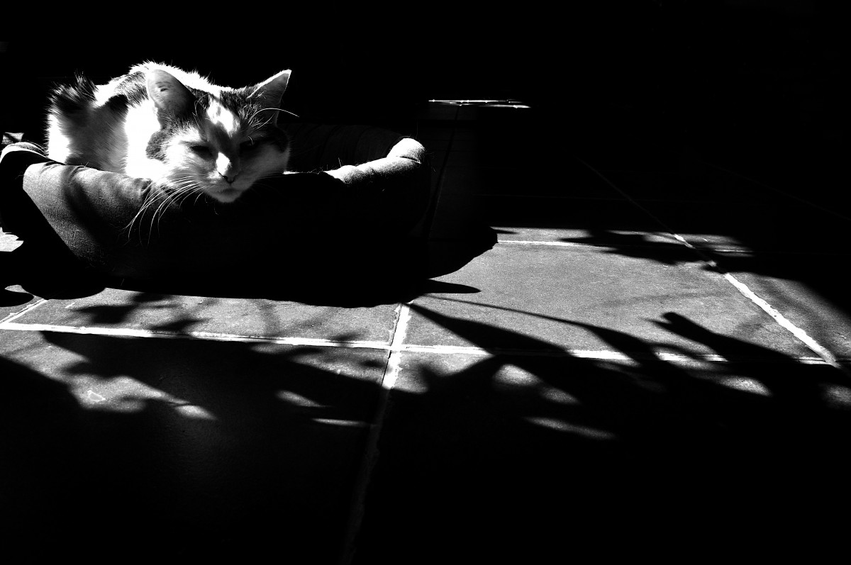 Chat dans un panier - noir et blanc