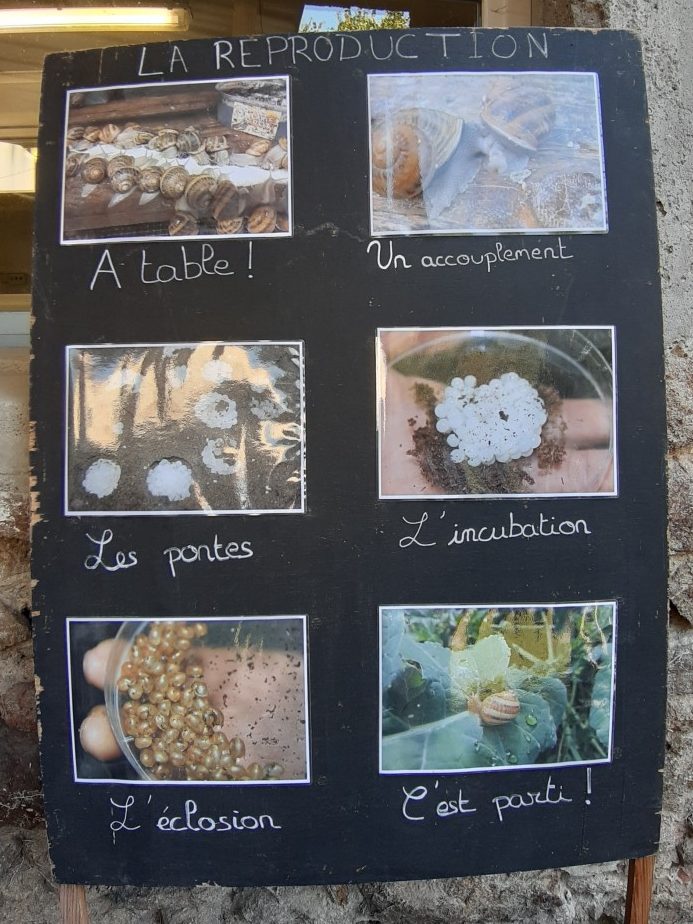 Panneau présentant 6 photos représentant la nourriture, un accouplement, la ponte, l'incubation, l'éclosion et un petit escargot