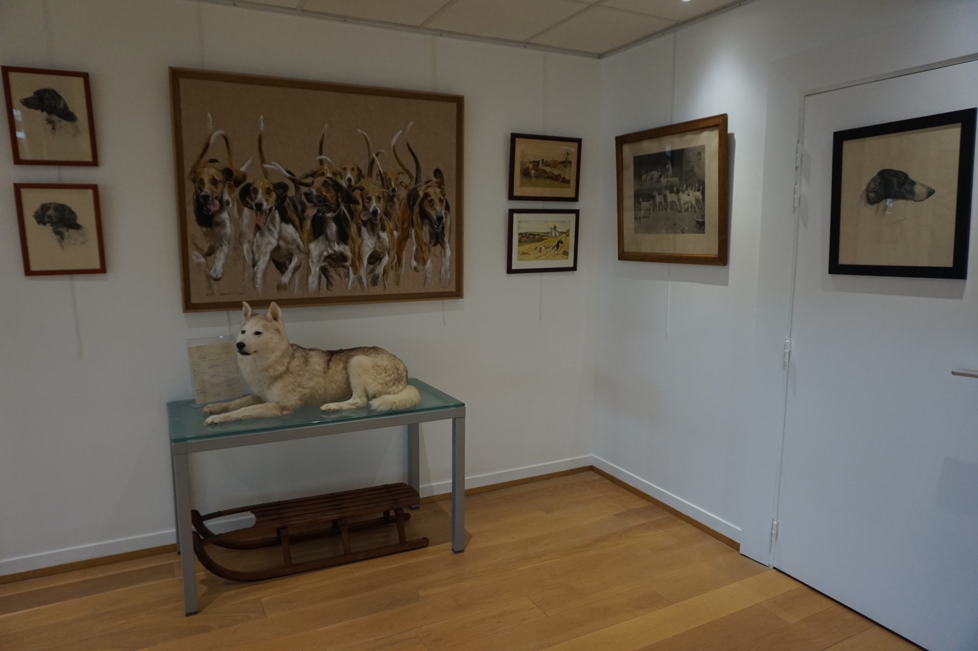 Plusieurs tableaux, un husky naturalisé avec son traineau