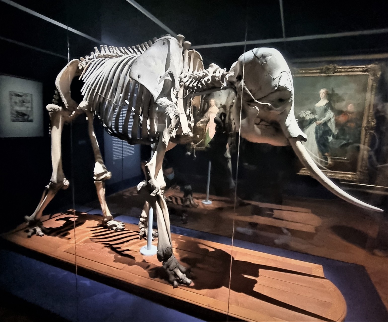 Squelette de l'éléphante de Louis XIV