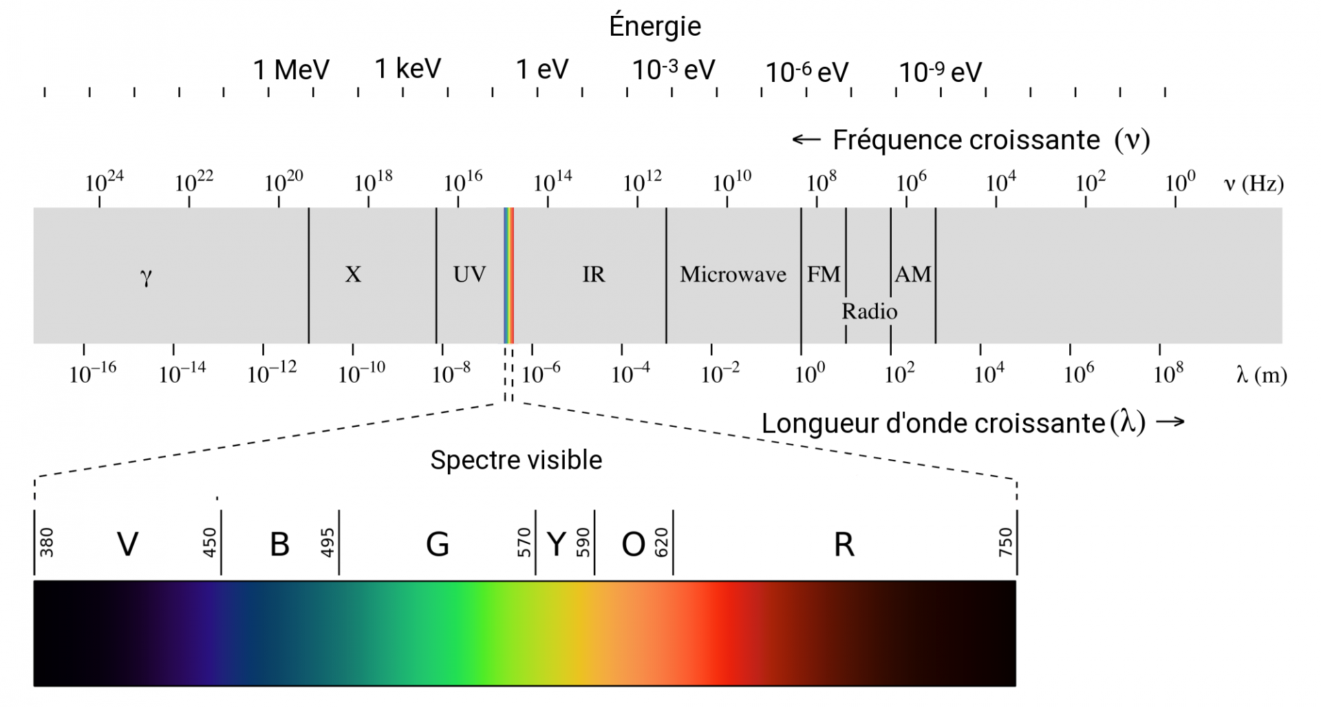 Schéma du spectre visible du violet au rouge compris dans le spectre des longueurs d'onde
