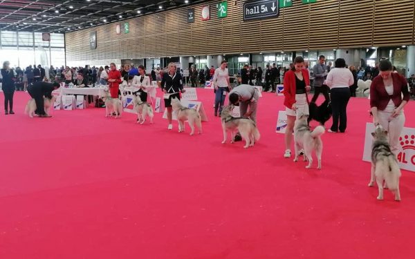 7 Huskies de Sibérie dans un ring d'exposition canine