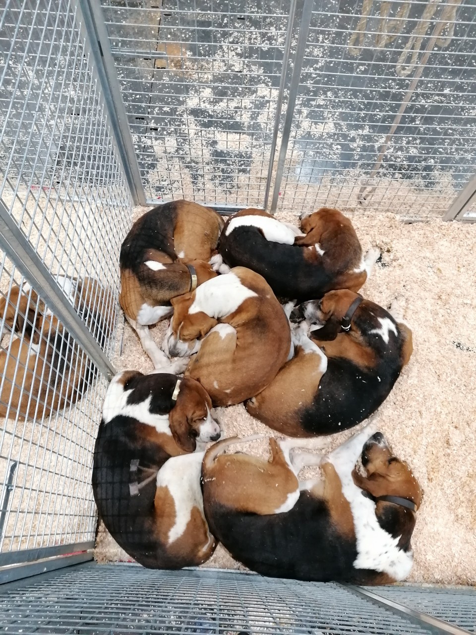 6 chiens dans une cage remplie de copeaux de bois
