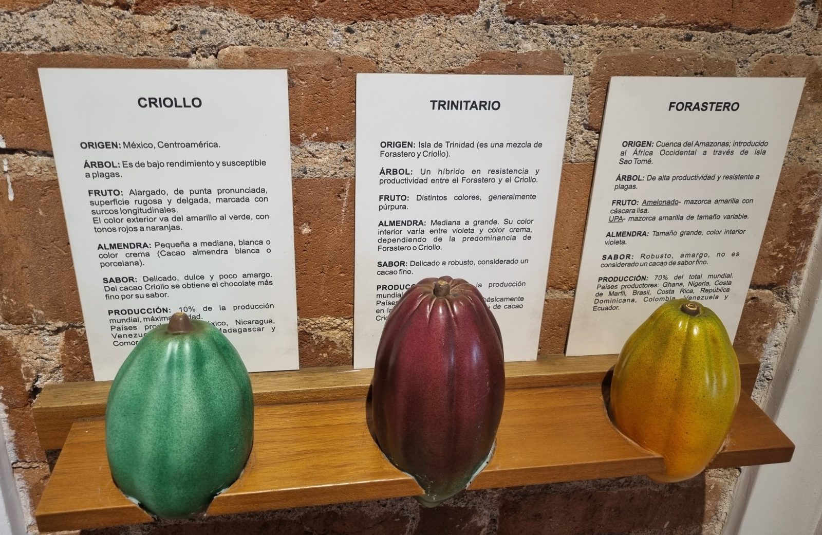 3 exemples de cabosses de cacaoyer avec les caractéristiques associées : Criollo, Trinitario, Forastero