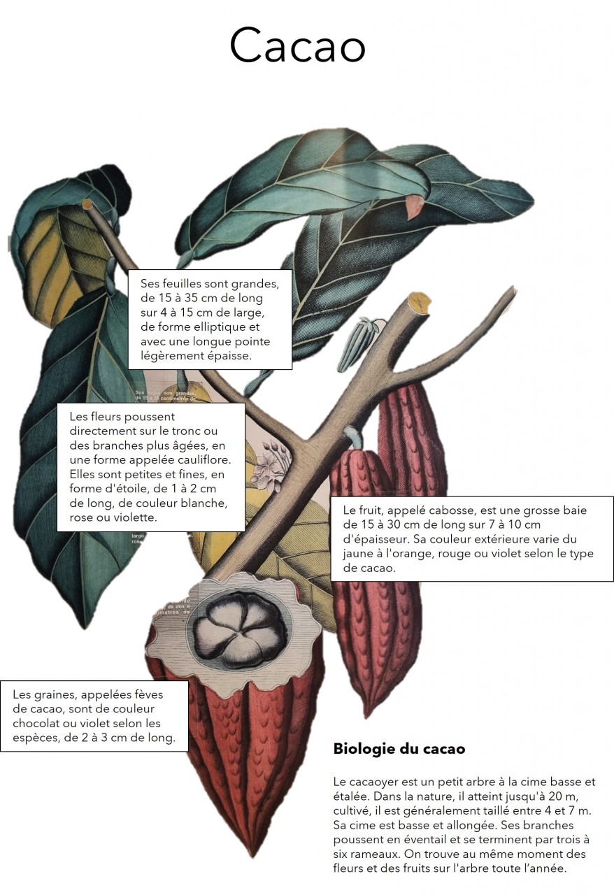 Dessin de cacaoyer avec des cadres expliquant la biologie de l'arbre